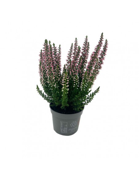 ERICA CALLUNA VULGARIS BEAUTY LADY Vaso 6.5 cm