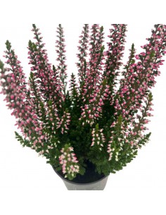 ERICA CALLUNA VULGARIS BEAUTY LADY Vaso 6.5 cm 2
