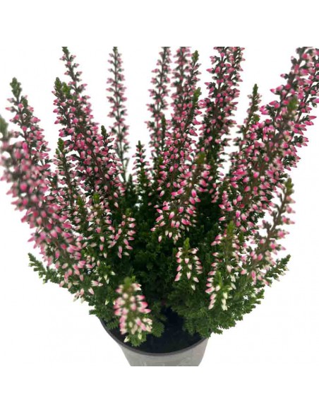ERICA CALLUNA VULGARIS BEAUTY LADY Vaso 6.5 cm