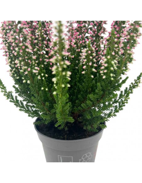 ERICA CALLUNA VULGARIS BEAUTY LADY Vaso 6.5 cm