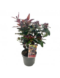 HYPERICUM MIRACLE "FAVOURITE NIGHT" Vaso 17 cm
