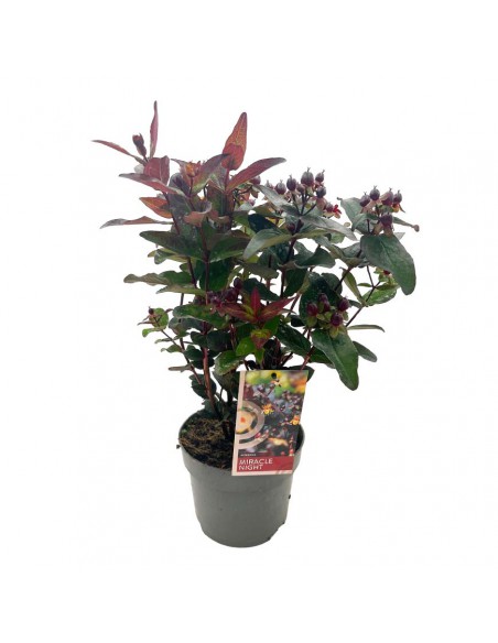 HYPERICUM MIRACLE "FAVOURITE NIGHT" Vaso 17 cm