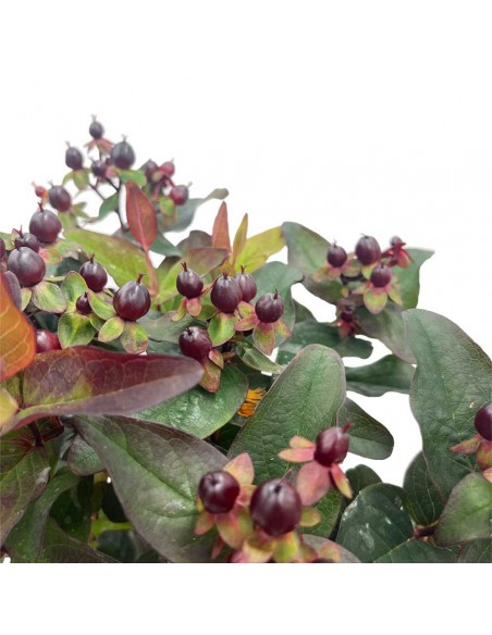 HYPERICUM MIRACLE "FAVOURITE NIGHT" Vaso 17 cm
