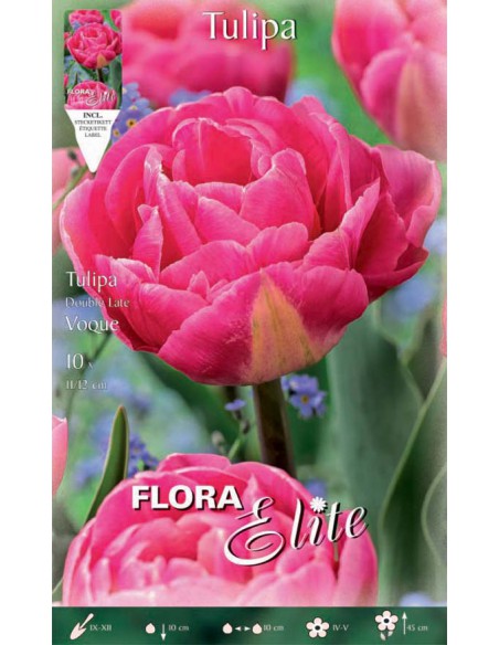 TULIPANO "VOQUE" (double late) 10 BULBI