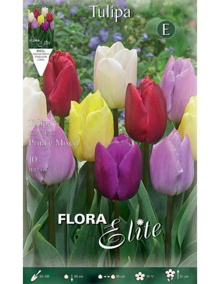TULIPANO PRINCE MIXED (single Early) 10 BULBI
