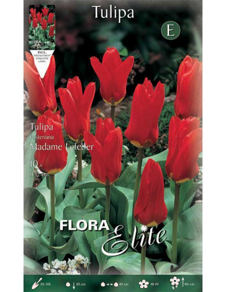 TULIPANO MADAME LEFEBER (fosteriana) 10 BULBI