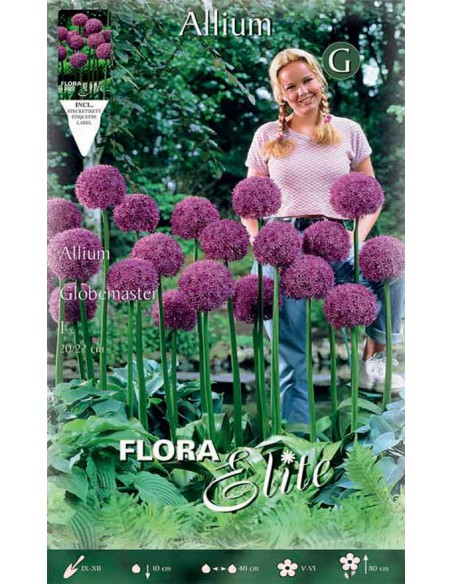 BULBI di ALLIUM GLOBEMASTER gigante 1 BULBI