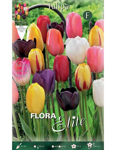 TULIPANO "MIXED" COLORI ASSORTITI (single late) 10 BULBI