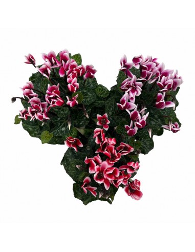 CICLAMINO 'SUPER S' FANTASIA FUJI MIX diametro vaso 10 cm