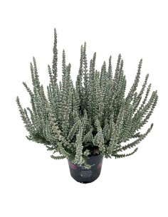 ERICA CALLUNA VULGARIS "FLUFFY" GRIGIO diametro vaso 11 cm