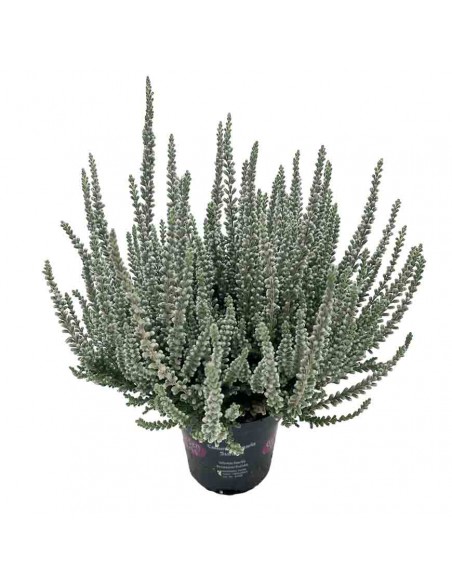 ERICA CALLUNA VULGARIS "FLUFFY" GRIGIO diametro vaso 11 cm