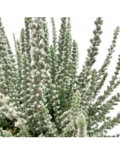 ERICA CALLUNA VULGARIS "FLUFFY" GRIGIO diametro vaso 11 cm 2