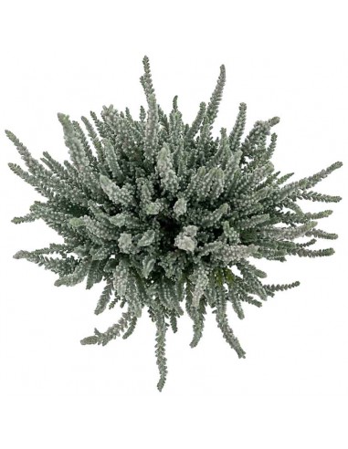 ERICA CALLUNA VULGARIS "FLUFFY" GRIGIO diametro vaso 11 cm