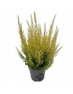 ERICA CALLUNA SPARSA 'ORANGE SAVANNAH' vaso 12 cm