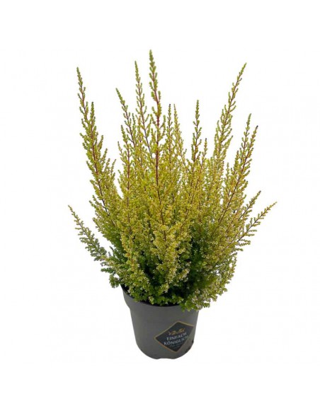 ERICA CALLUNA SPARSA 'ORANGE SAVANNAH' vaso 12 cm