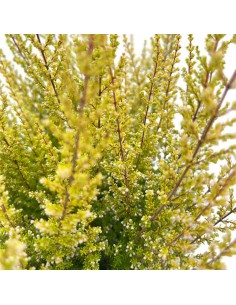 ERICA CALLUNA SPARSA 'ORANGE SAVANNAH' vaso 12 cm 2