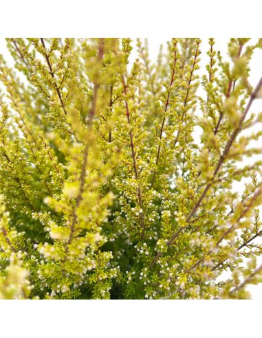 ERICA CALLUNA SPARSA 'ORANGE SAVANNAH' vaso 12 cm