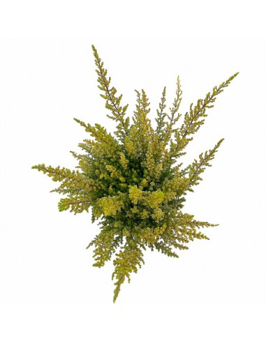 ERICA CALLUNA SPARSA 'ORANGE SAVANNAH' vaso 12 cm