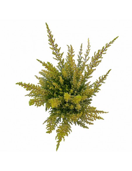 ERICA CALLUNA SPARSA 'ORANGE SAVANNAH' vaso 12 cm