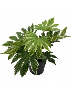 FATSIA JAPONICA "SPIDER'S WEB" Vaso diametro 17 cm