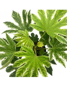 FATSIA JAPONICA "SPIDER'S WEB" Vaso diametro 17 cm 2