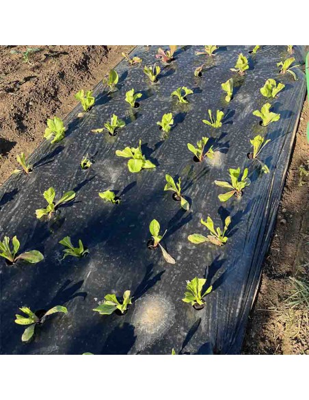 TELO PACCIAMATURA  PELLICOLA NERO FORATO 5 FILE