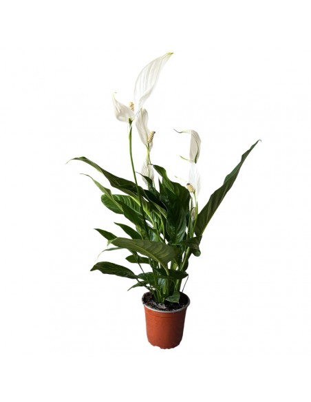 SPATHIPHYLLUM 'SWEET SILVIO' Vaso diametro 14 cm