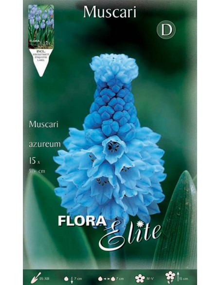 MUSCARI "AZUREUM" giacinto d'uva azzurro 15 BULBI