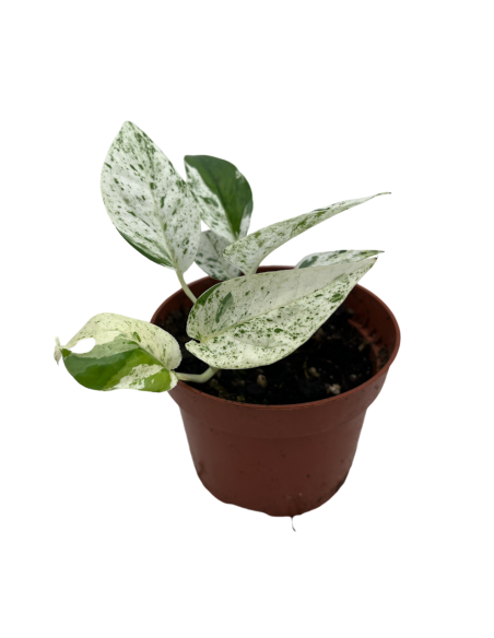 EPIPREMNUM PINNATUM MARBLE VARIEGATA Vaso 10.5 cm