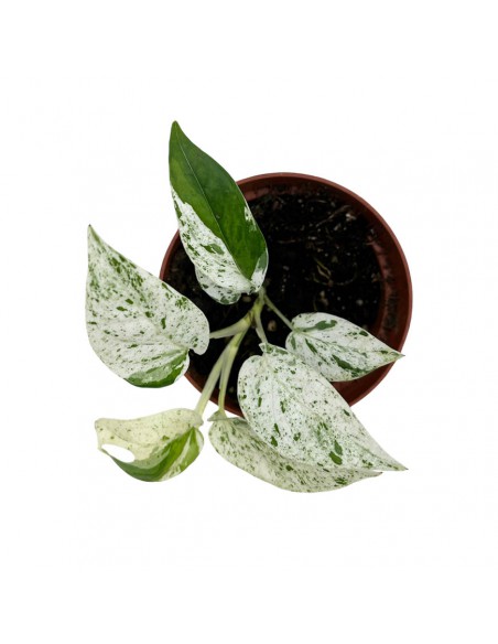 EPIPREMNUM PINNATUM MARBLE VARIEGATA Vaso 10.5 cm