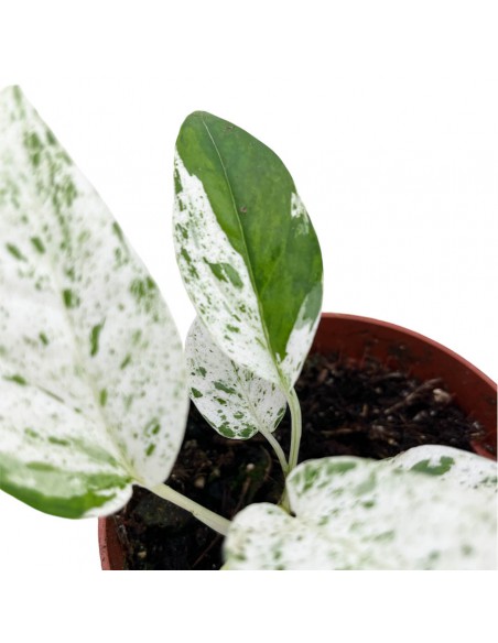 EPIPREMNUM PINNATUM MARBLE VARIEGATA Vaso 10.5 cm