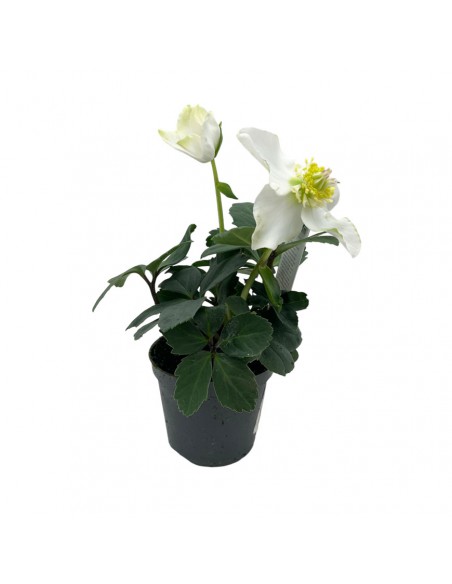 HELLEBORUS NIGER "CHRISTMAS CAROL" diam. vaso 7 cm