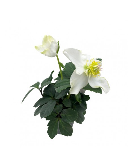 HELLEBORUS NIGER "CHRISTMAS CAROL" diam. vaso 7 cm