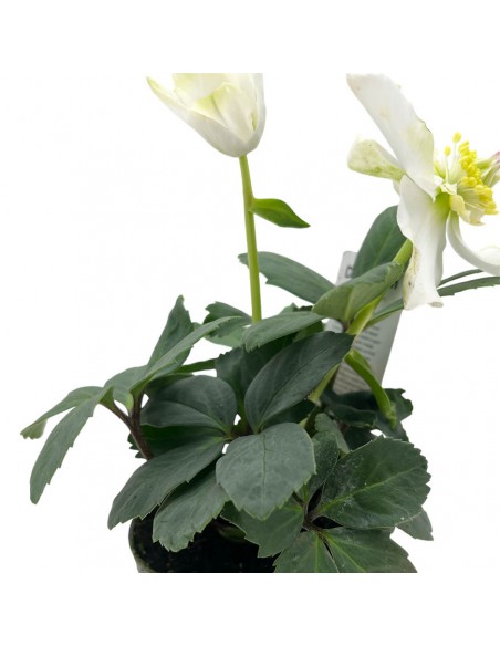 HELLEBORUS NIGER "CHRISTMAS CAROL" diam. vaso 7 cm