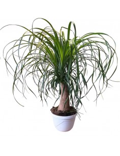NOLINA RECURVATA "Mangiafumo" Ciottola vaso 19 cm