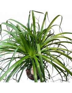 NOLINA RECURVATA "Mangiafumo" Ciottola vaso 19 cm 2