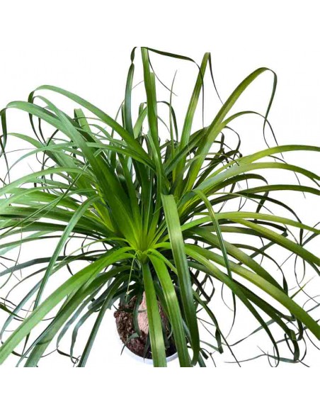 NOLINA RECURVATA "Mangiafumo" Ciottola vaso 19 cm
