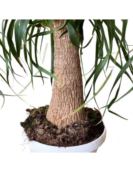 NOLINA RECURVATA "Mangiafumo" Ciottola vaso 19 cm