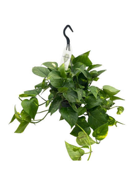 EPIPREMNUM PINNATUM "Pothos" Basket Vaso 19 cm