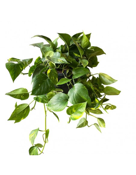 EPIPREMNUM PINNATUM "Pothos" Basket Vaso 19 cm