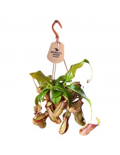 NEPENTHES GAYA Pianta Carnivora Basket Vaso 14 cm