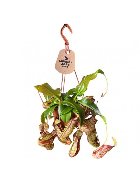 NEPENTHES GAYA Pianta Carnivora Basket Vaso 14 cm