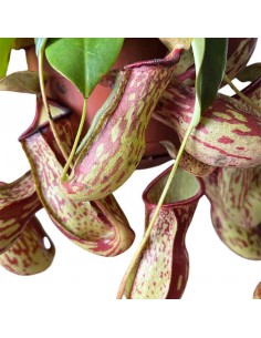 NEPENTHES GAYA Pianta Carnivora Basket Vaso 14 cm 2