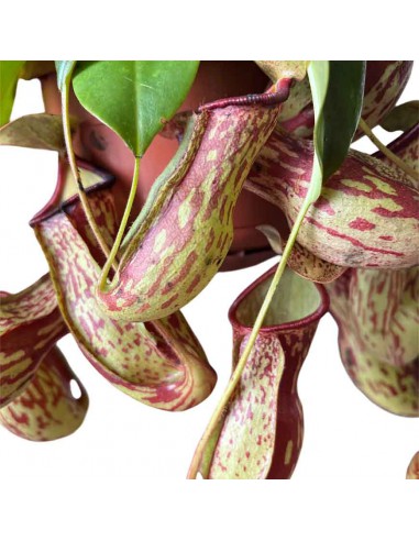 NEPENTHES GAYA Pianta Carnivora Basket Vaso 14 cm