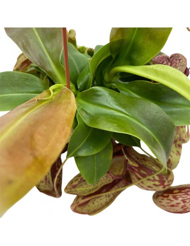 NEPENTHES GAYA Pianta Carnivora Basket Vaso 14 cm