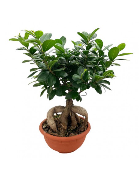 FICUS MICROCARPA GINSENG "Bonsai" Vaso 20 cm