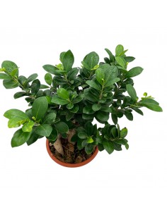 FICUS MICROCARPA GINSENG "Bonsai" Vaso 20 cm 2