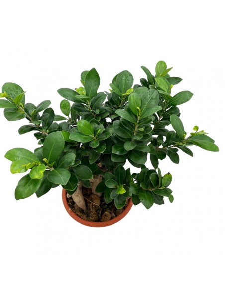 FICUS MICROCARPA GINSENG "Bonsai" Vaso 20 cm