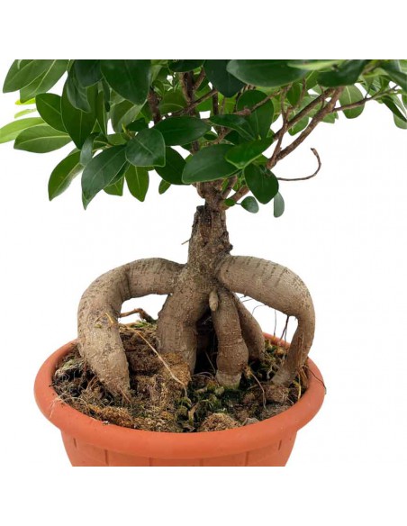 FICUS MICROCARPA GINSENG "Bonsai" Vaso 20 cm