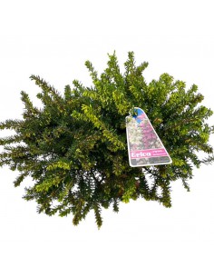 ERICA DARLEYENSIS DUE COLORI ROSSO\BIANCO V 11 cm